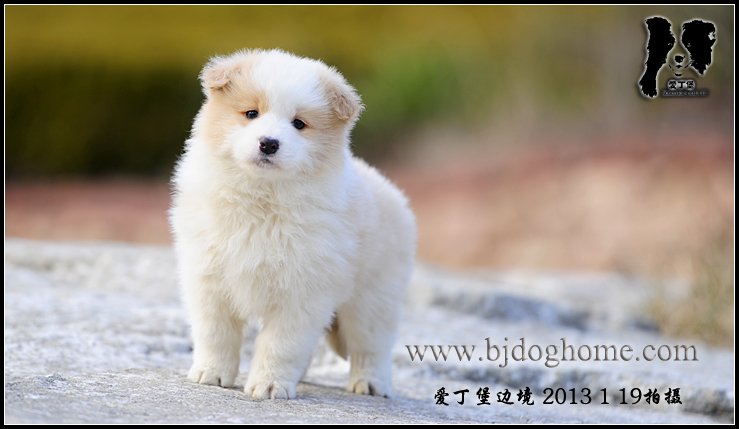 边境牧羊犬