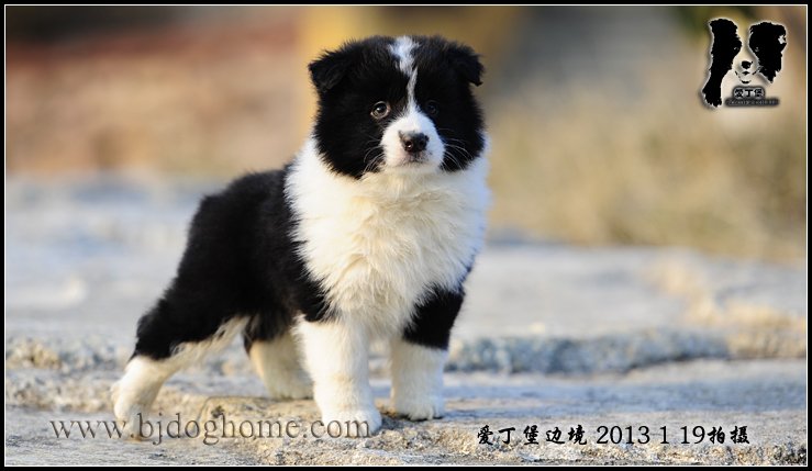 边境牧羊犬
