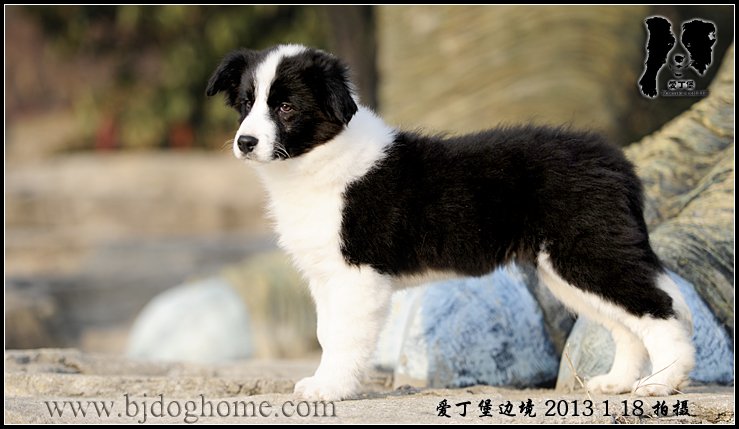 边境牧羊犬