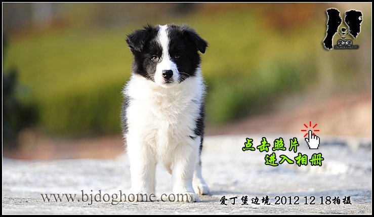 边境牧羊犬