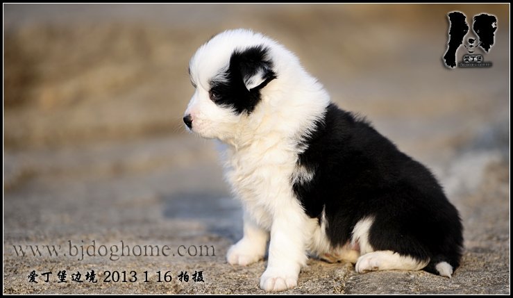 边境牧羊犬