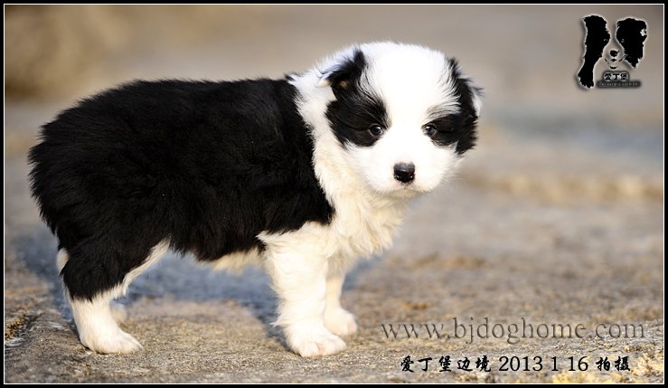 边境牧羊犬