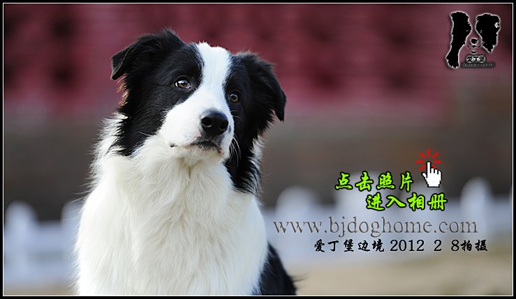 边境牧羊犬