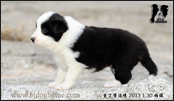 边境牧羊犬
