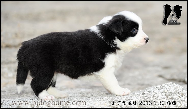 爱丁堡边境牧羊犬