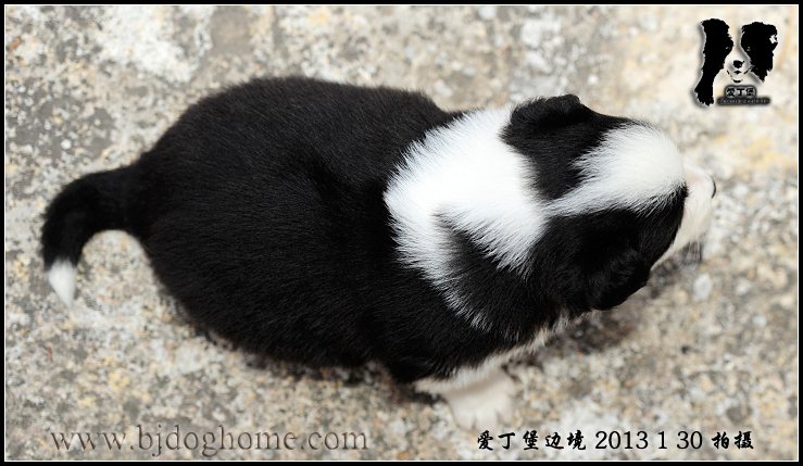 边境牧羊犬