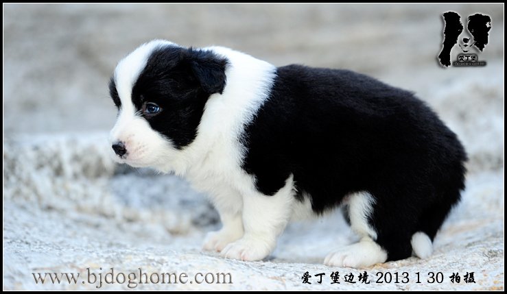 边境牧羊犬