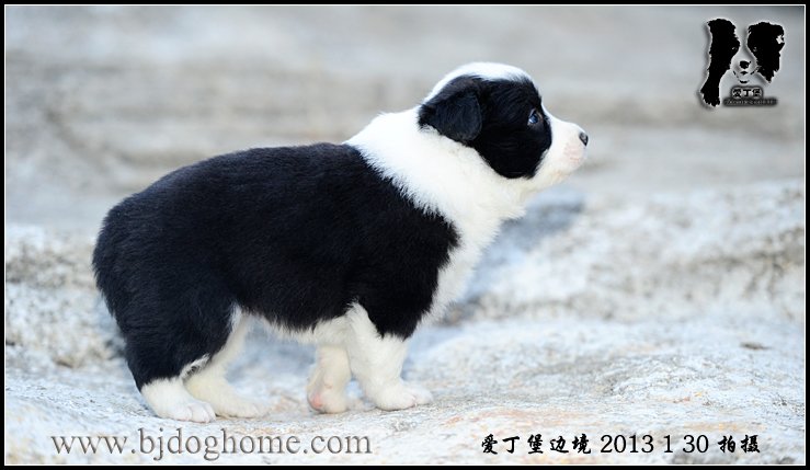 爱丁堡边境牧羊犬