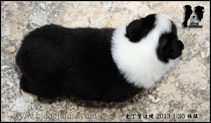 边境牧羊犬