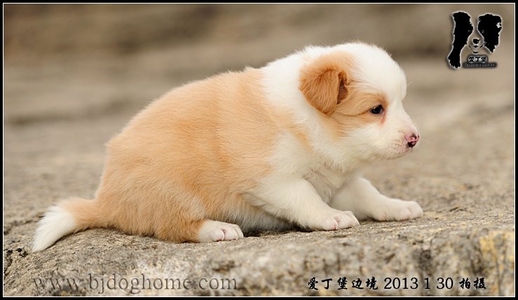 爱丁堡边境牧羊犬
