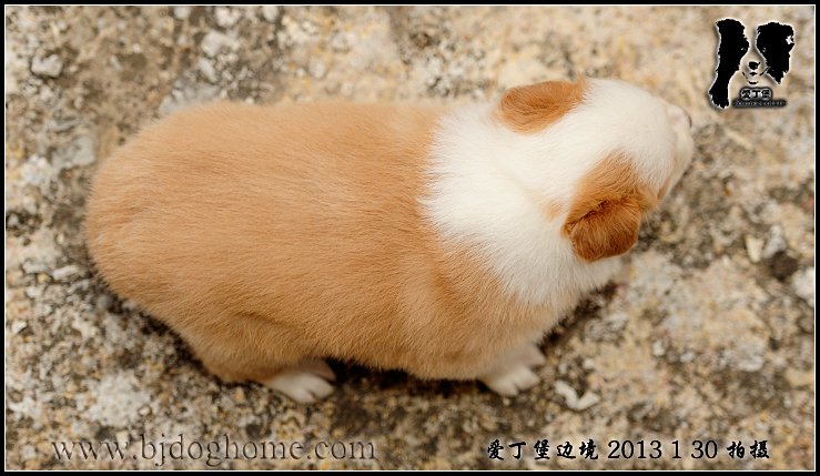 边境牧羊犬
