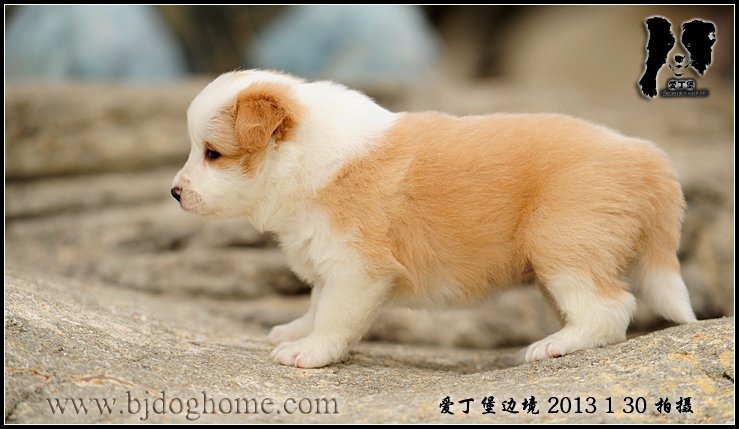 边境牧羊犬