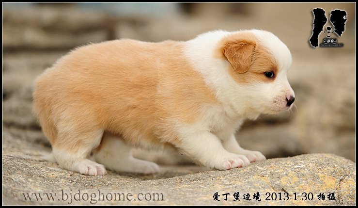 边境牧羊犬