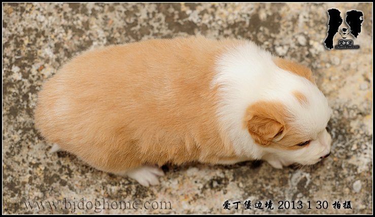 边境牧羊犬