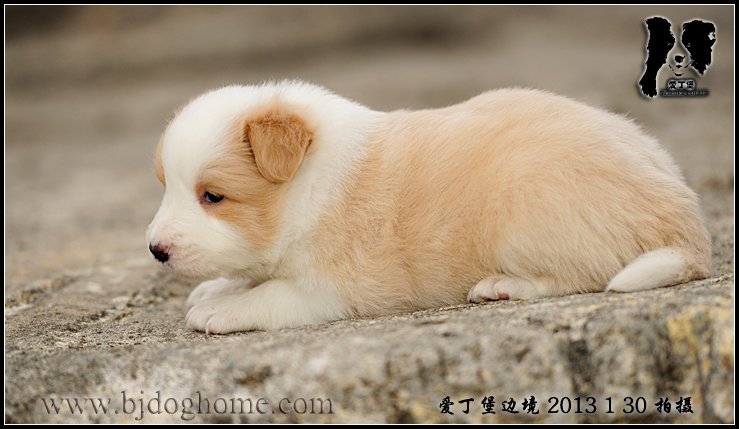 边境牧羊犬