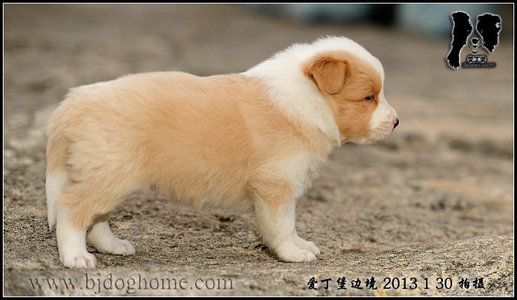 爱丁堡边境牧羊犬