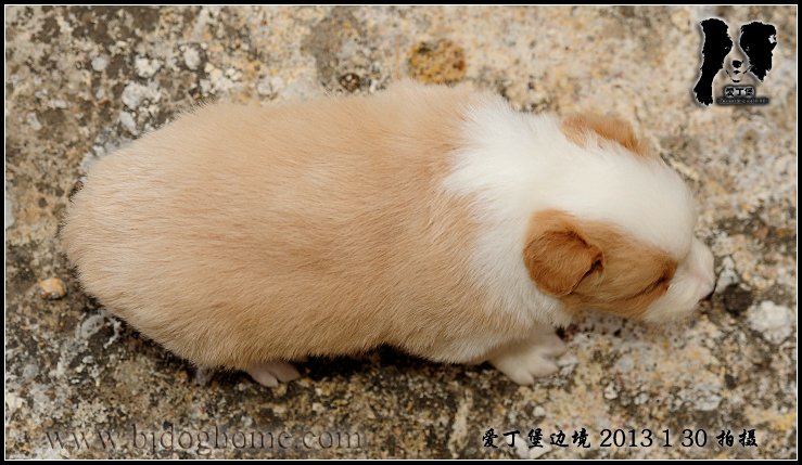 边境牧羊犬