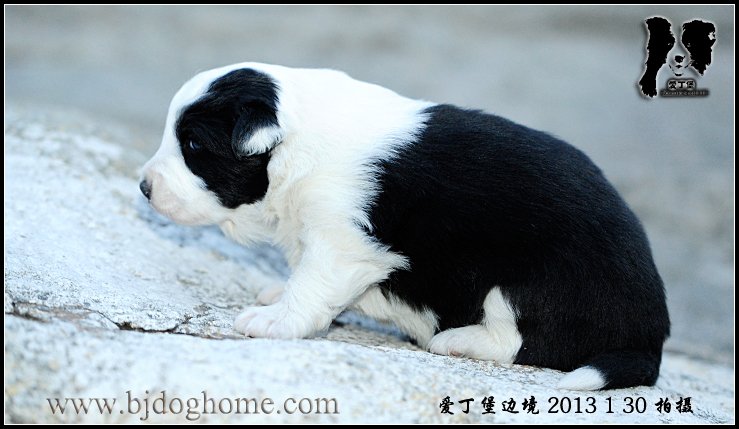 边境牧羊犬