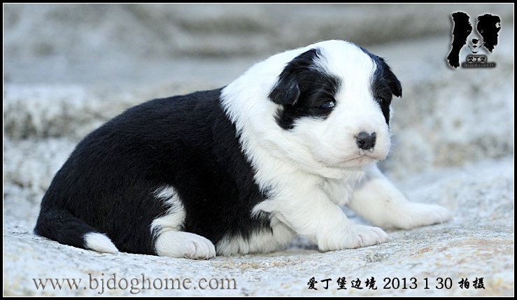 爱丁堡边境牧羊犬
