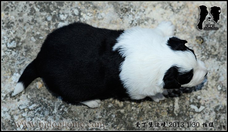 边境牧羊犬