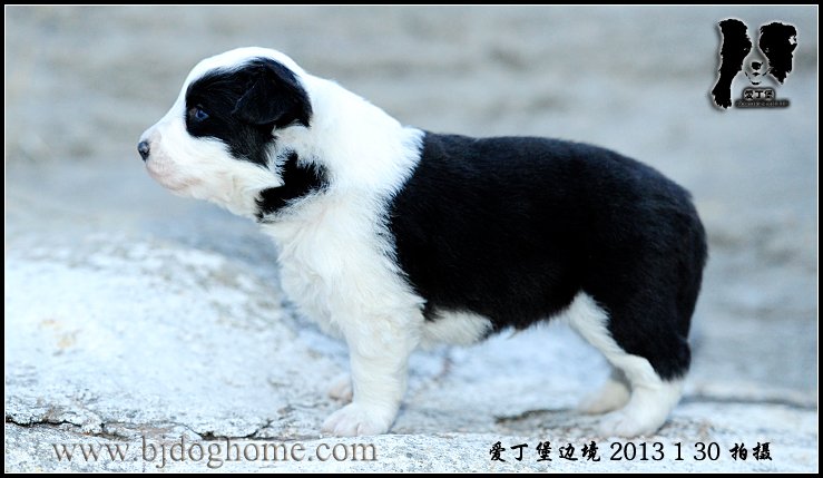 边境牧羊犬