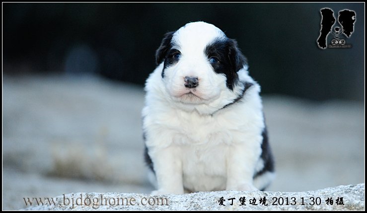 边境牧羊犬