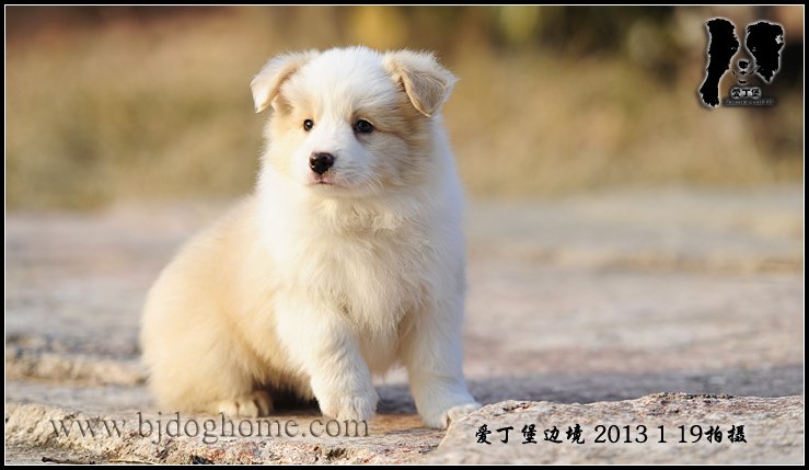 边境牧羊犬
