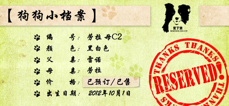 边境牧羊犬