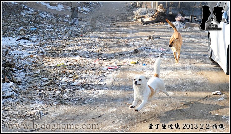 边境牧羊犬