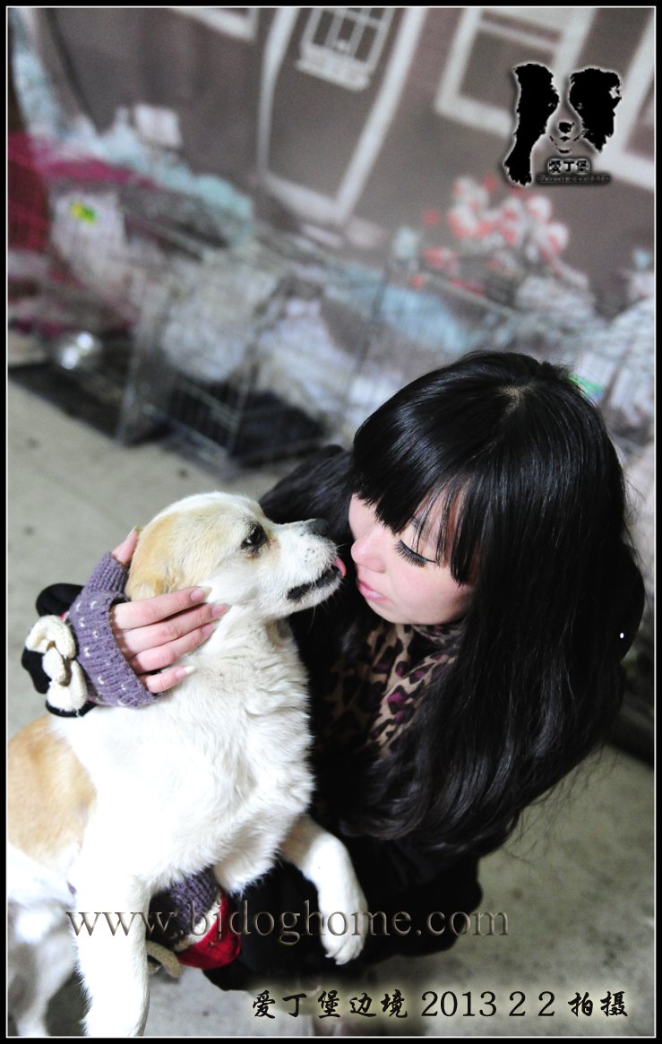 边境牧羊犬