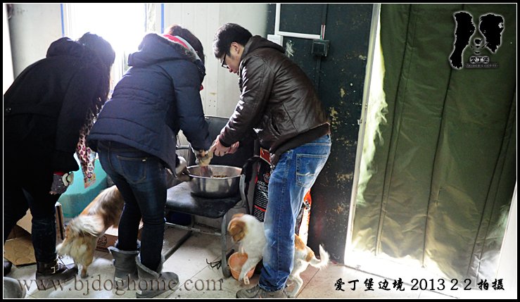 边境牧羊犬