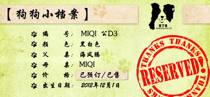 边境牧羊犬