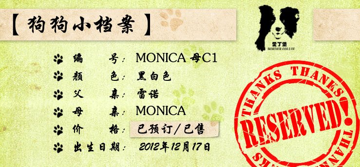 边境牧羊犬