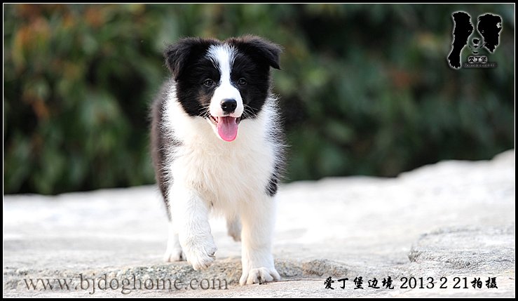 边境牧羊犬