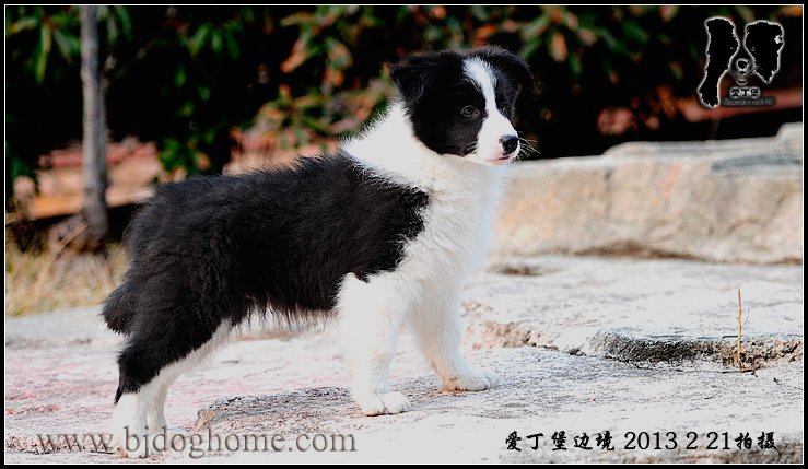 爱丁堡边境牧羊犬