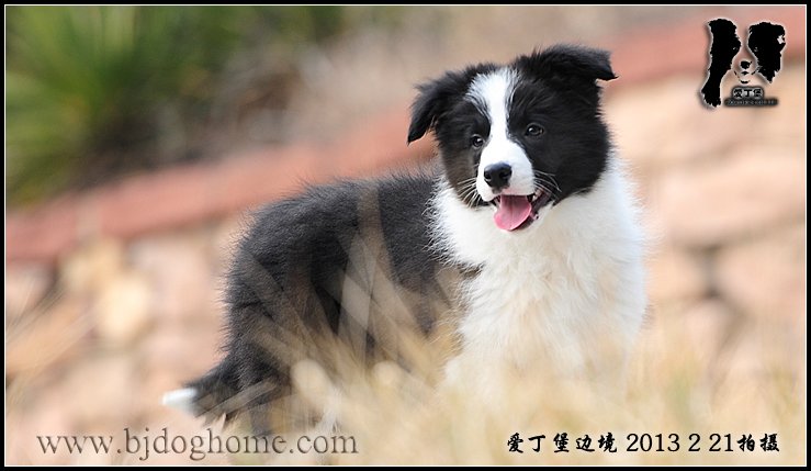 边境牧羊犬