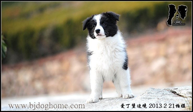 边境牧羊犬