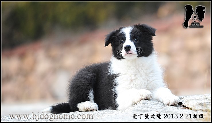 边境牧羊犬