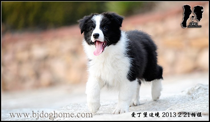 边境牧羊犬