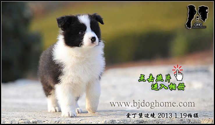 边境牧羊犬