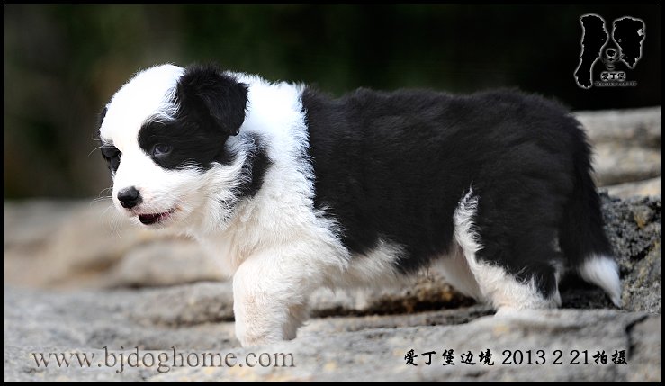 边境牧羊犬