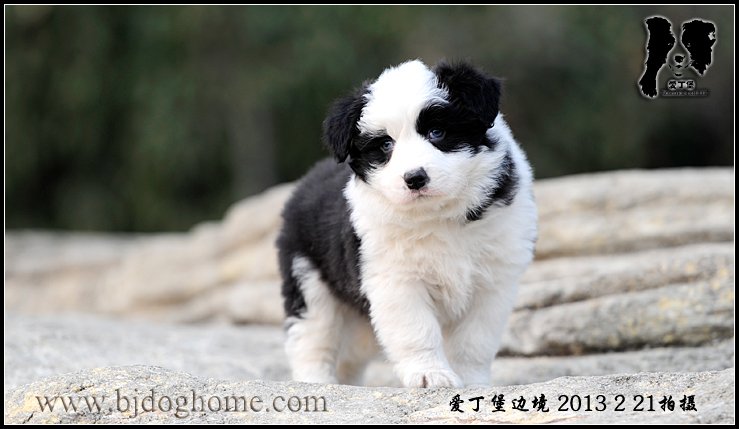 爱丁堡边境牧羊犬