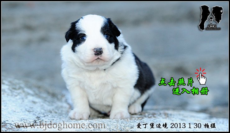 边境牧羊犬