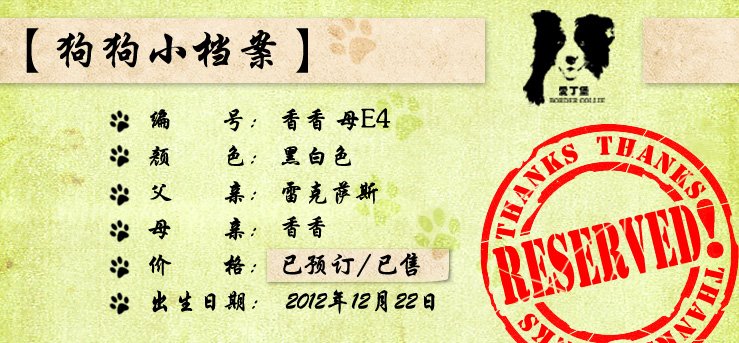 边境牧羊犬