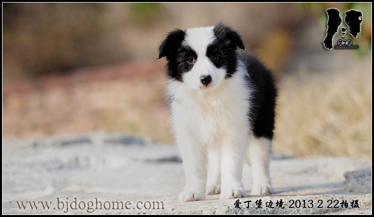 边境牧羊犬
