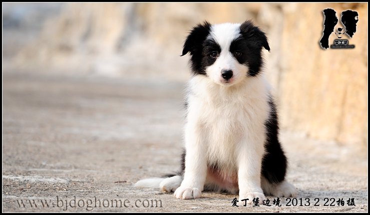边境牧羊犬