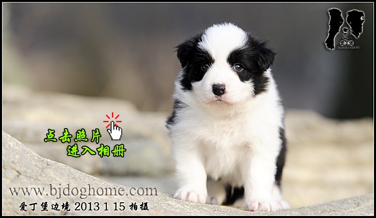 边境牧羊犬