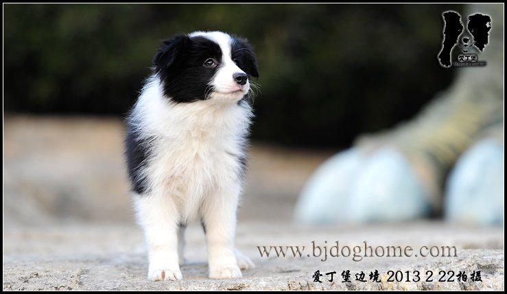 边境牧羊犬