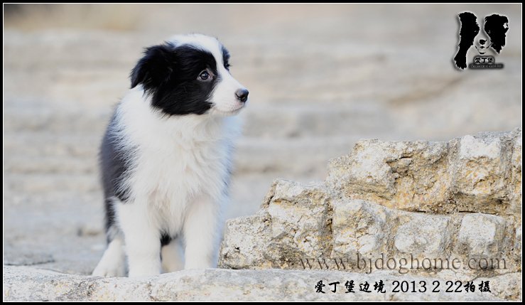 边境牧羊犬