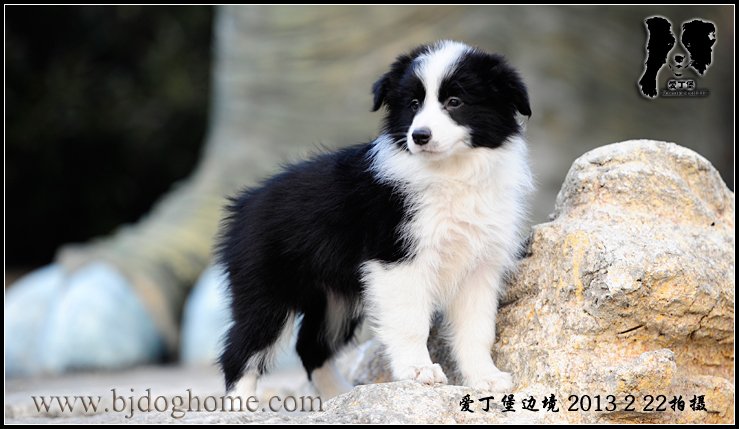 边境牧羊犬